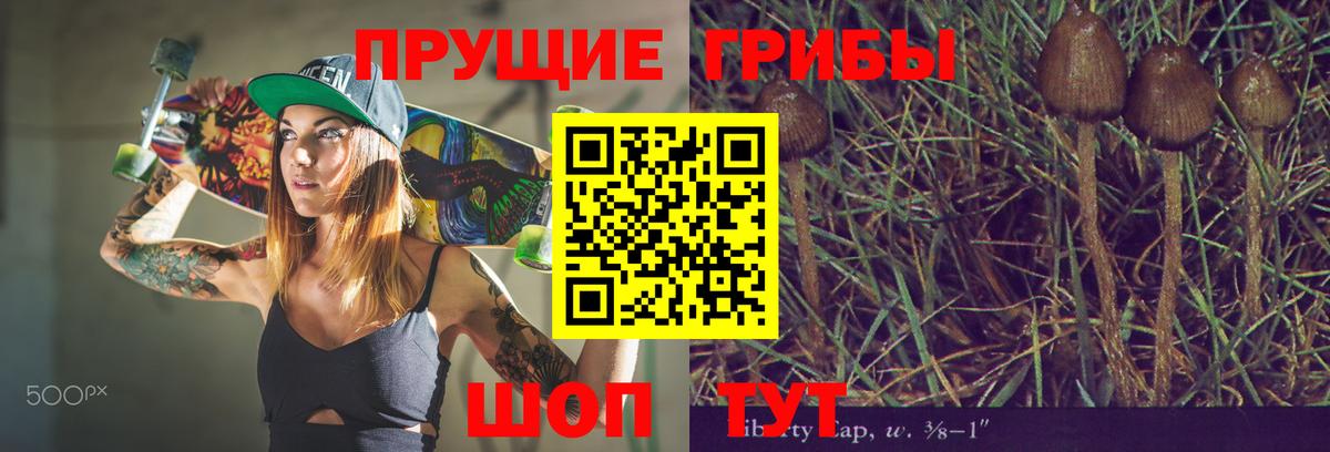 Псилоцибиновые грибы Cubensis Будённовск